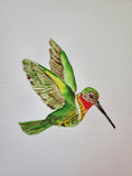 Nature's Notebook Watercolor Class