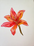 Nature's Notebook Watercolor Class